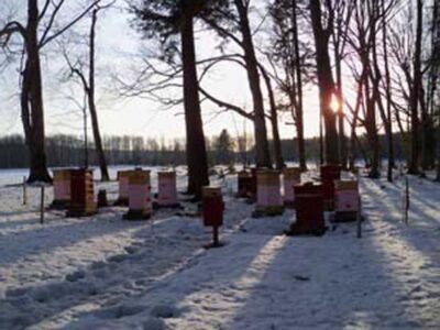 Protecting Beehives from Late Winter Starvation Image